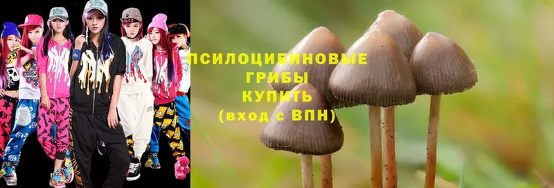 где купить наркоту  Тулун  Псилоцибиновые грибы Psilocybine cubensis 